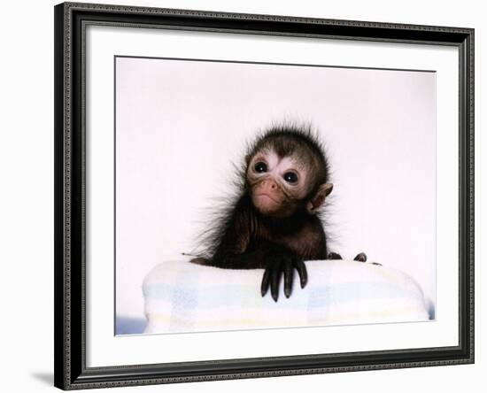 Black Spider Monkey Pedro at Colchester Zoo, 1994-null-Framed Photographic Print