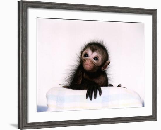 Black Spider Monkey Pedro at Colchester Zoo, 1994-null-Framed Photographic Print