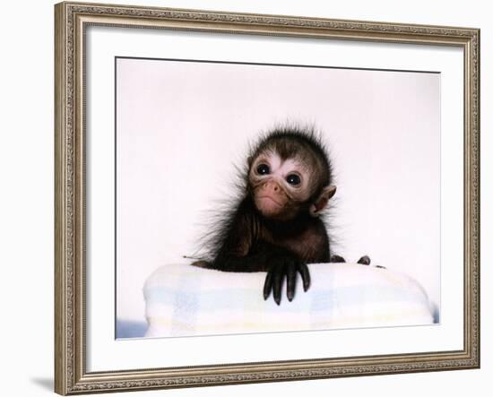 Black Spider Monkey Pedro at Colchester Zoo, 1994-null-Framed Photographic Print