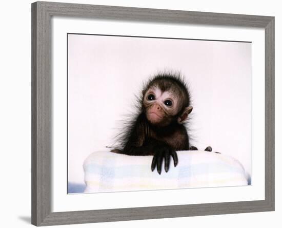 Black Spider Monkey Pedro at Colchester Zoo, 1994-null-Framed Photographic Print