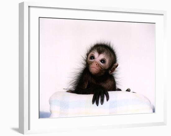 Black Spider Monkey Pedro at Colchester Zoo, 1994-null-Framed Photographic Print