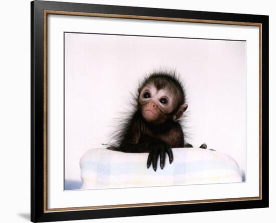 Black Spider Monkey Pedro at Colchester Zoo, 1994-null-Framed Photographic Print