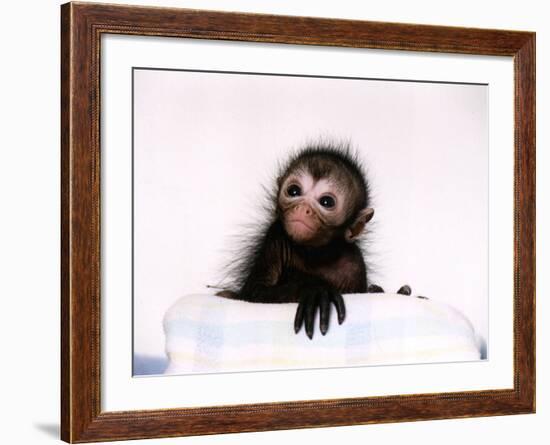 Black Spider Monkey Pedro at Colchester Zoo, 1994-null-Framed Photographic Print