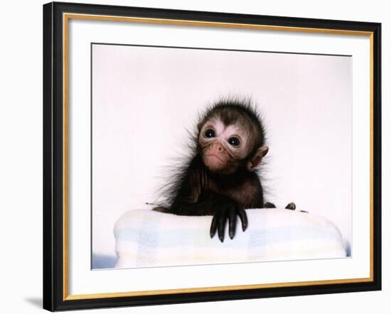 Black Spider Monkey Pedro at Colchester Zoo, 1994-null-Framed Photographic Print