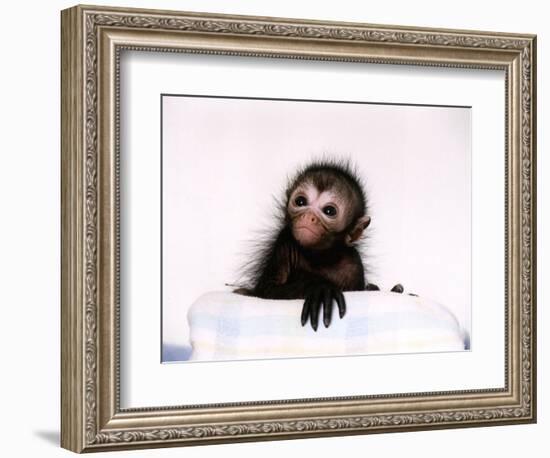 Black Spider Monkey Pedro at Colchester Zoo, 1994-null-Framed Photographic Print