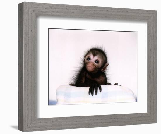 Black Spider Monkey Pedro at Colchester Zoo, 1994-null-Framed Photographic Print