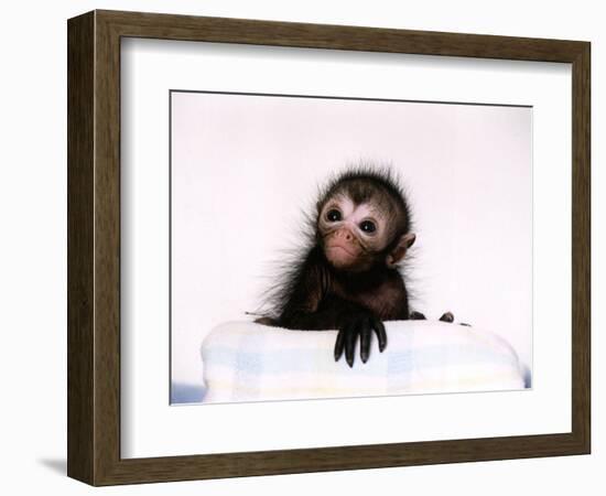 Black Spider Monkey Pedro at Colchester Zoo, 1994-null-Framed Photographic Print