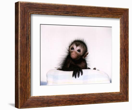 Black Spider Monkey Pedro at Colchester Zoo, 1994-null-Framed Photographic Print