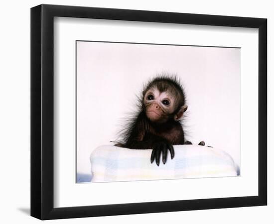 Black Spider Monkey Pedro at Colchester Zoo, 1994-null-Framed Photographic Print