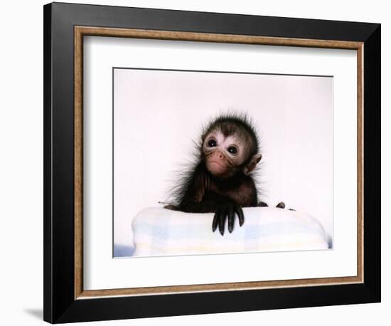 Black Spider Monkey Pedro at Colchester Zoo, 1994-null-Framed Photographic Print