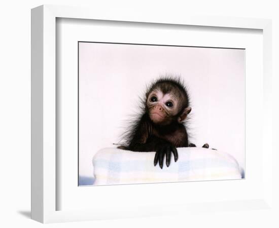 Black Spider Monkey Pedro at Colchester Zoo, 1994-null-Framed Photographic Print