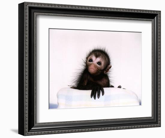 Black Spider Monkey Pedro at Colchester Zoo, 1994-null-Framed Photographic Print