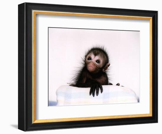 Black Spider Monkey Pedro at Colchester Zoo, 1994-null-Framed Photographic Print