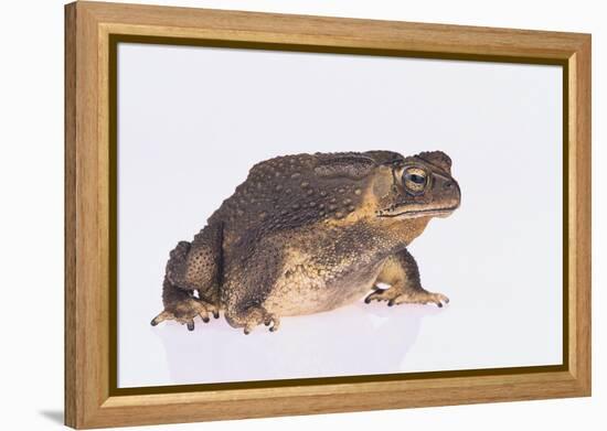 Black-Spined Toad-DLILLC-Framed Premier Image Canvas