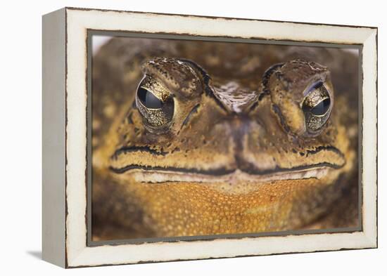 Black-Spined Toad-DLILLC-Framed Premier Image Canvas