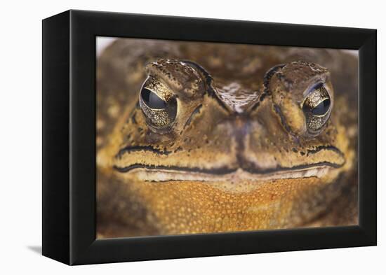 Black-Spined Toad-DLILLC-Framed Premier Image Canvas