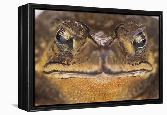 Black-Spined Toad-DLILLC-Framed Premier Image Canvas