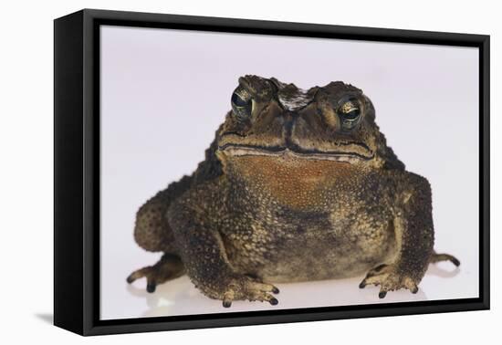 Black-Spined Toad-DLILLC-Framed Premier Image Canvas