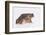 Black-Spined Toad-DLILLC-Framed Photographic Print