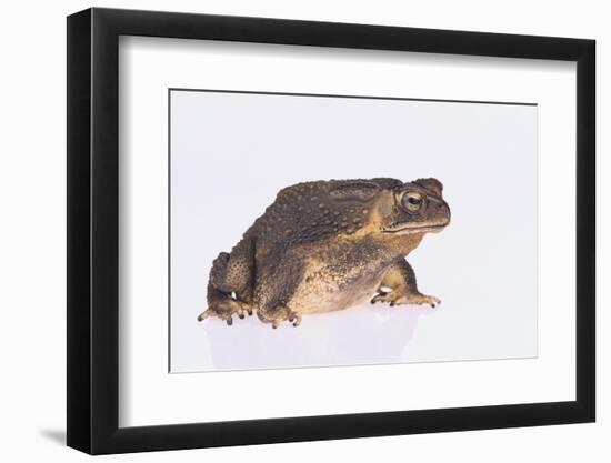 Black-Spined Toad-DLILLC-Framed Photographic Print