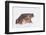 Black-Spined Toad-DLILLC-Framed Photographic Print