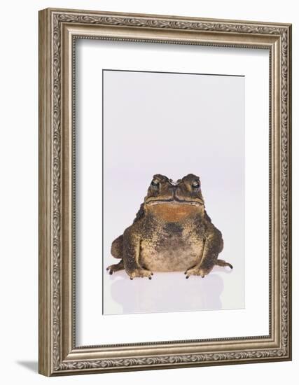 Black-Spined Toad-DLILLC-Framed Photographic Print