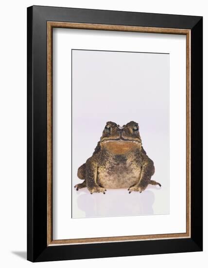 Black-Spined Toad-DLILLC-Framed Photographic Print