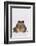 Black-Spined Toad-DLILLC-Framed Photographic Print