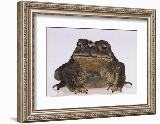 Black-Spined Toad-DLILLC-Framed Photographic Print