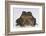 Black-Spined Toad-DLILLC-Framed Photographic Print