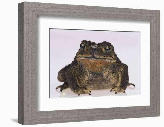 Black-Spined Toad-DLILLC-Framed Photographic Print