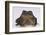 Black-Spined Toad-DLILLC-Framed Photographic Print