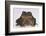 Black-Spined Toad-DLILLC-Framed Photographic Print