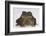 Black-Spined Toad-DLILLC-Framed Photographic Print