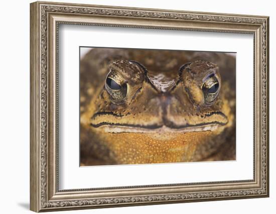 Black-Spined Toad-DLILLC-Framed Photographic Print