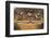 Black-Spined Toad-DLILLC-Framed Photographic Print