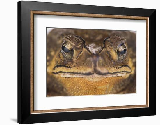 Black-Spined Toad-DLILLC-Framed Photographic Print