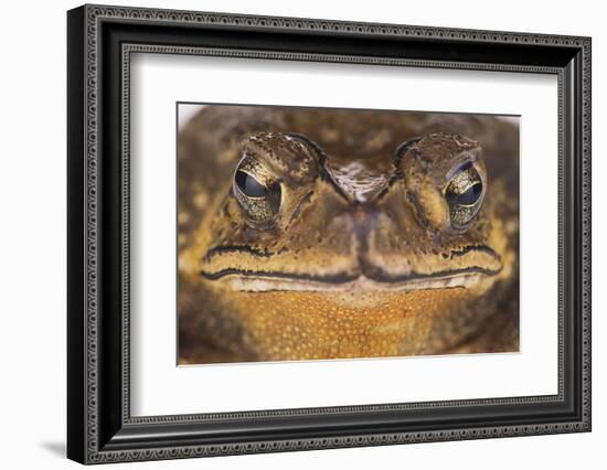 Black-Spined Toad-DLILLC-Framed Photographic Print