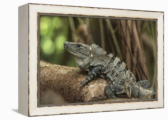Black Spiny-Tailed Iguana, Half Moon Caye, Lighthouse Reef, Atoll Belize-Pete Oxford-Framed Premier Image Canvas