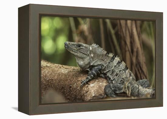 Black Spiny-Tailed Iguana, Half Moon Caye, Lighthouse Reef, Atoll Belize-Pete Oxford-Framed Premier Image Canvas