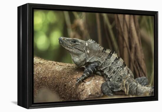 Black Spiny-Tailed Iguana, Half Moon Caye, Lighthouse Reef, Atoll Belize-Pete Oxford-Framed Premier Image Canvas