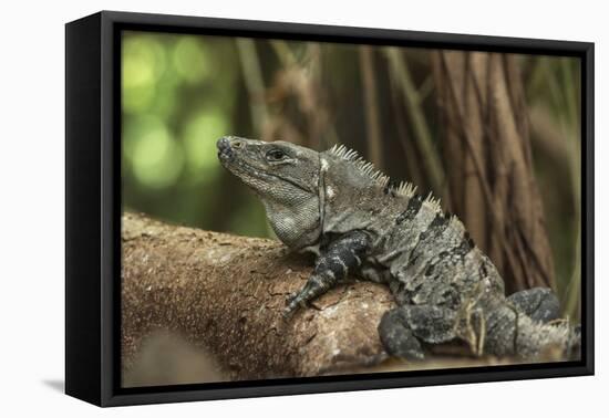 Black Spiny-Tailed Iguana, Half Moon Caye, Lighthouse Reef, Atoll Belize-Pete Oxford-Framed Premier Image Canvas