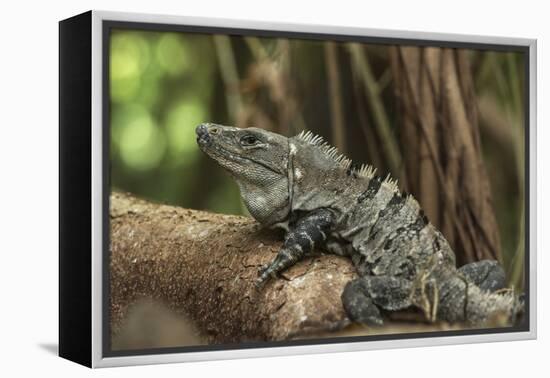 Black Spiny-Tailed Iguana, Half Moon Caye, Lighthouse Reef, Atoll Belize-Pete Oxford-Framed Premier Image Canvas