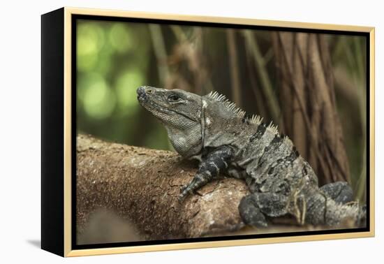 Black Spiny-Tailed Iguana, Half Moon Caye, Lighthouse Reef, Atoll Belize-Pete Oxford-Framed Premier Image Canvas