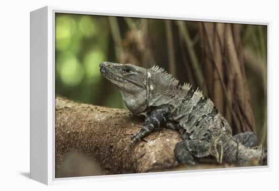 Black Spiny-Tailed Iguana, Half Moon Caye, Lighthouse Reef, Atoll Belize-Pete Oxford-Framed Premier Image Canvas