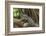 Black Spiny-Tailed Iguana, Half Moon Caye, Lighthouse Reef, Atoll Belize-Pete Oxford-Framed Photographic Print