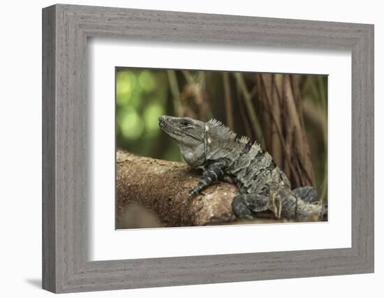 Black Spiny-Tailed Iguana, Half Moon Caye, Lighthouse Reef, Atoll Belize-Pete Oxford-Framed Photographic Print