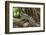 Black Spiny-Tailed Iguana, Half Moon Caye, Lighthouse Reef, Atoll Belize-Pete Oxford-Framed Photographic Print