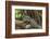 Black Spiny-Tailed Iguana, Half Moon Caye, Lighthouse Reef, Atoll Belize-Pete Oxford-Framed Photographic Print