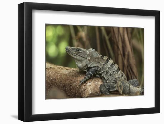 Black Spiny-Tailed Iguana, Half Moon Caye, Lighthouse Reef, Atoll Belize-Pete Oxford-Framed Photographic Print